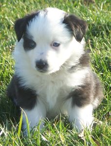 Sweetie × Bandit litter