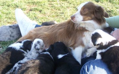 Sweetie × Bandit litter