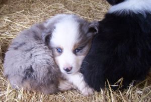 Sweetie × Bandit litter