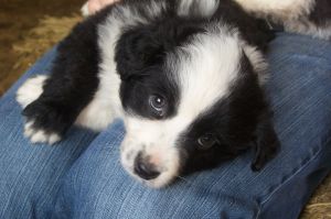 Sweetie × Bandit litter
