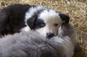 Sweetie × Bandit litter