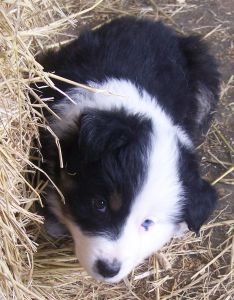 Sweetie × Bandit litter