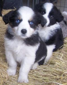 Sweetie × Bandit litter