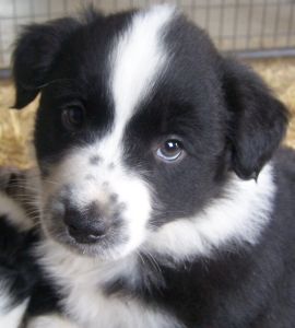 Sweetie × Bandit litter