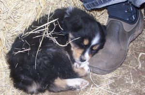 Sweetie × Bandit litter