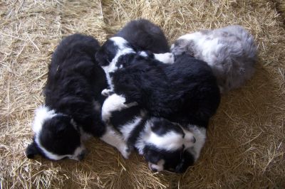 Sweetie × Bandit litter