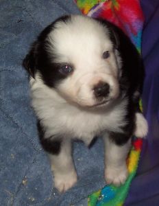 Sweetie × Bandit litter