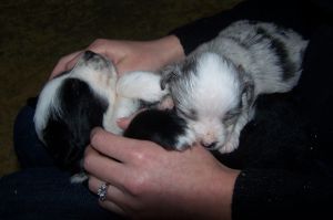 Sweetie × Bandit litter