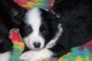 Sweetie × Bandit litter