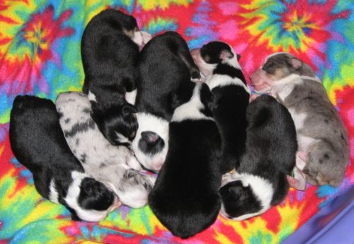 Sweetie × Bandit litter