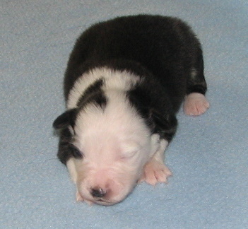 Sweetie × Bandit litter