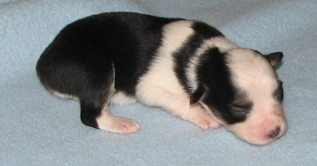 Sweetie × Bandit litter