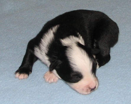 Sweetie × Bandit litter