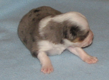 Sweetie × Bandit litter