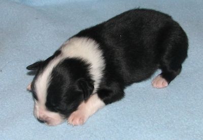 Sweetie × Bandit litter