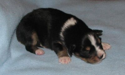 Sweetie × Bandit litter