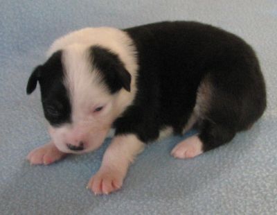 Sweetie × Bandit litter