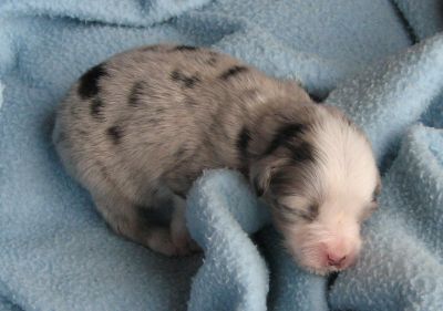 Sweetie × Bandit litter