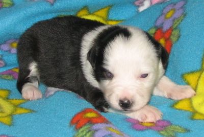 Sweetie × Bandit litter