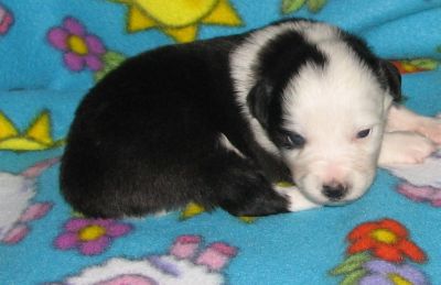 Sweetie × Bandit litter