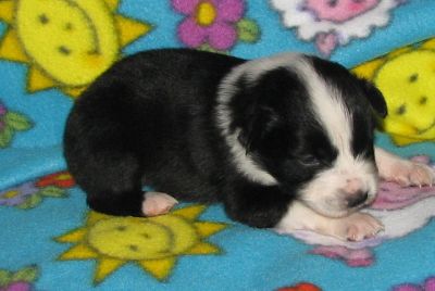 Sweetie × Bandit litter