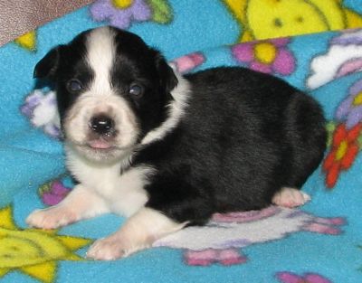 Sweetie × Bandit litter