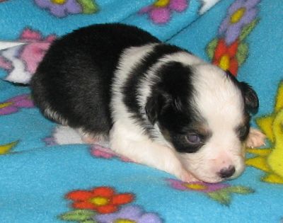 Sweetie × Bandit litter