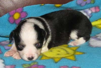 Sweetie × Bandit litter