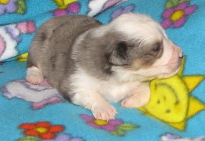 Sweetie × Bandit litter