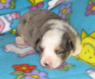 Sweetie × Bandit litter