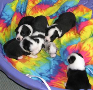 Sweetie × Bandit litter