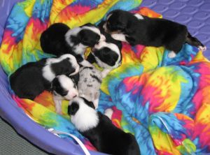 Sweetie × Bandit litter