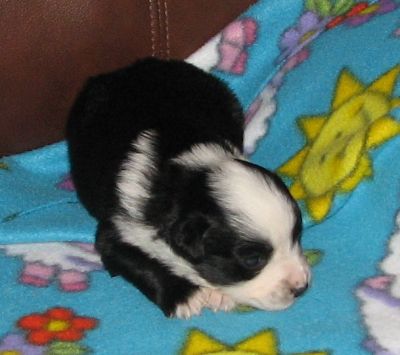 Sweetie × Bandit litter
