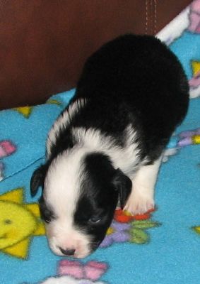 Sweetie × Bandit litter