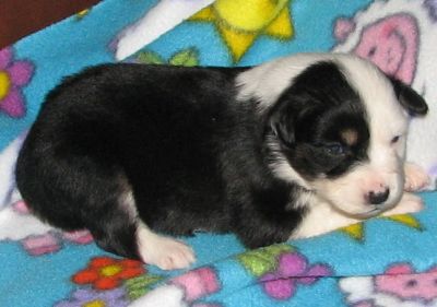 Sweetie × Bandit litter