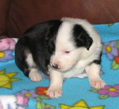 Sweetie × Bandit litter