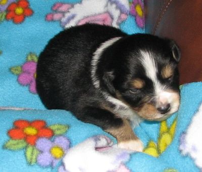 Sweetie × Bandit litter