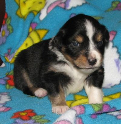 Sweetie × Bandit litter