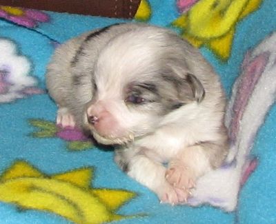 Sweetie × Bandit litter