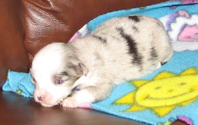 Sweetie × Bandit litter