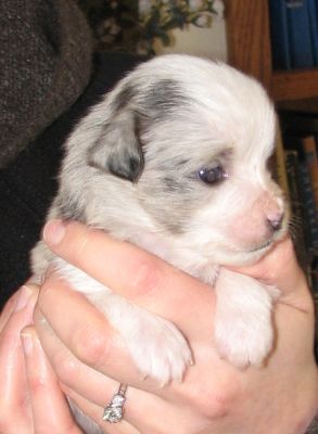 Sweetie × Bandit litter