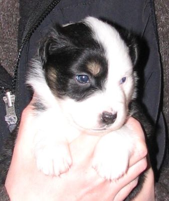 Sweetie × Bandit litter