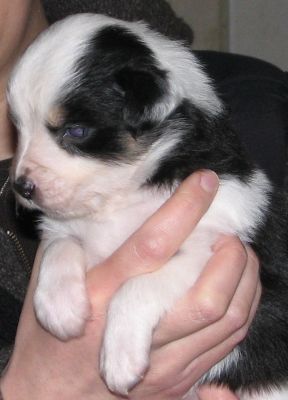 Sweetie × Bandit litter