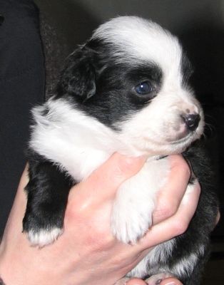 Sweetie × Bandit litter