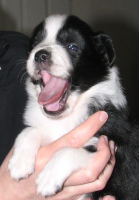 Sweetie × Bandit litter