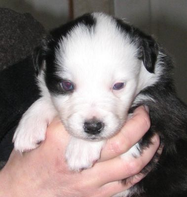 Sweetie × Bandit litter