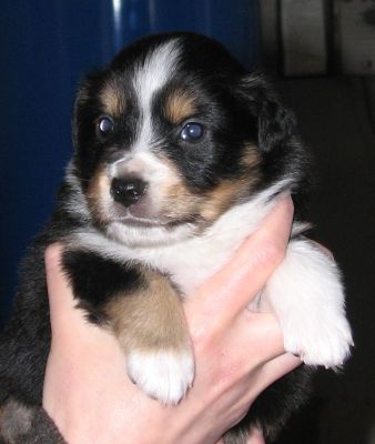 Sweetie × Bandit litter