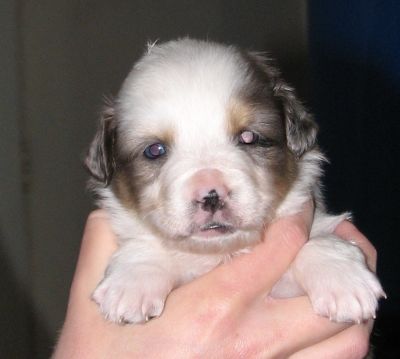 Sweetie × Bandit litter