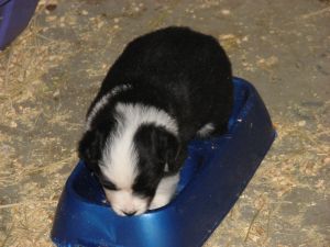 Sweetie × Bandit litter