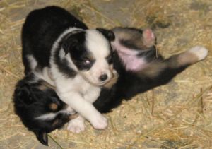 Sweetie × Bandit litter